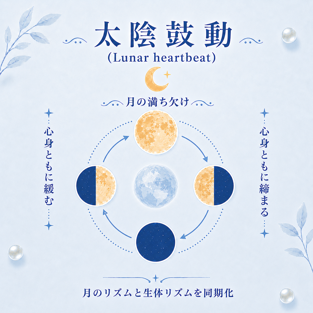 太陰鼓動 Lunar heartbeat 月相のサイクル